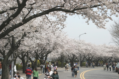 영등포구 여의동서로벚꽃