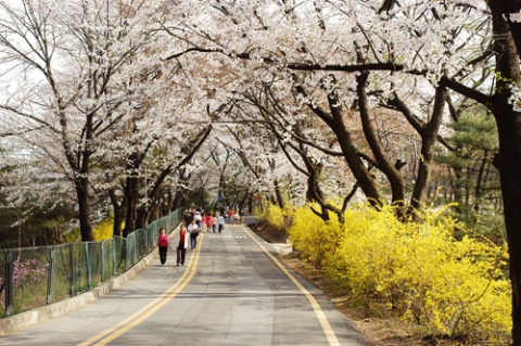 남산공원 벚꽃과 개나리