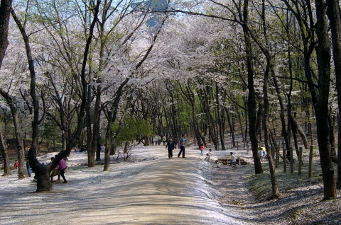 선릉 관람로의 벚꽃