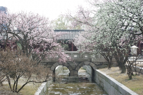 창경궁 어구의 매화, 살구꽃