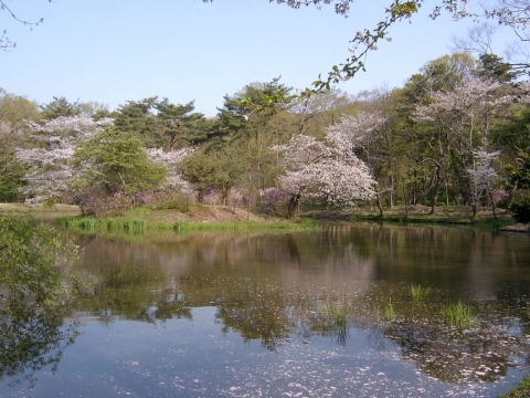 장릉 연지의 산벚꽃
