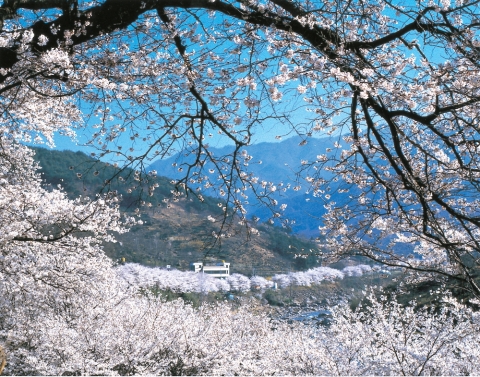 하동 벚꽃