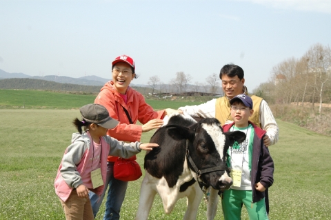 낙농체험에 참가해서 젖소와 함께한 가족의 즐거운 하루