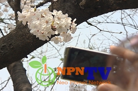 남산벚꽃축제