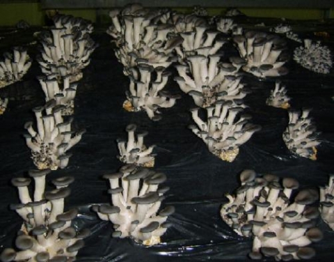 청산느타리버섯 균상재배
