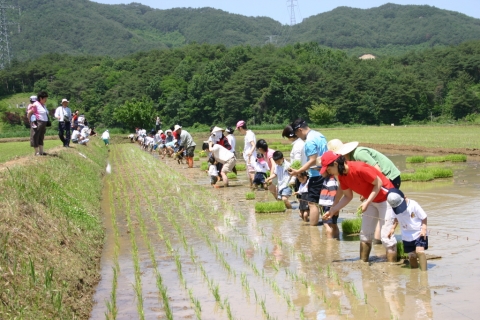 혼불문학권역 2008년 친환경쌀 모내기 체험행사