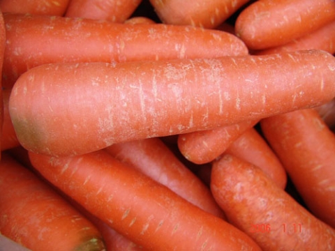 당근 - 성장에 도움을 주는 음식