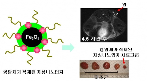 연구팀이 개발한 항암제가 적재된 자성나노입자 항암치료를 주사한지 4.5 시간이 지난 후 암세포의 크기가 다른 항암제를 투여한 암세포 크기에 비해 가장 작아 효과적인 치료가 됐음을