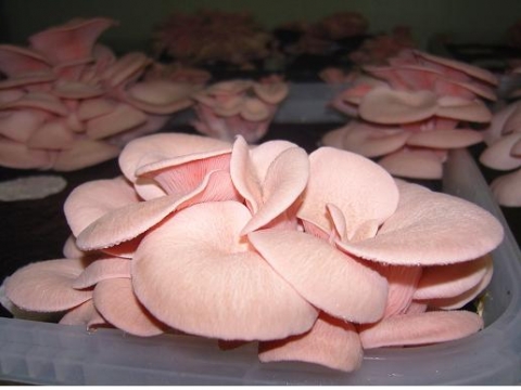 분홍 느타리버섯