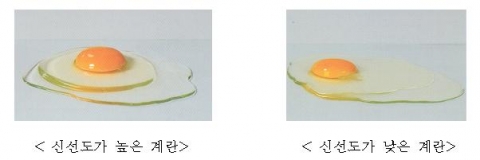 신선도가 높은 계란과 낮은 계란의 상태