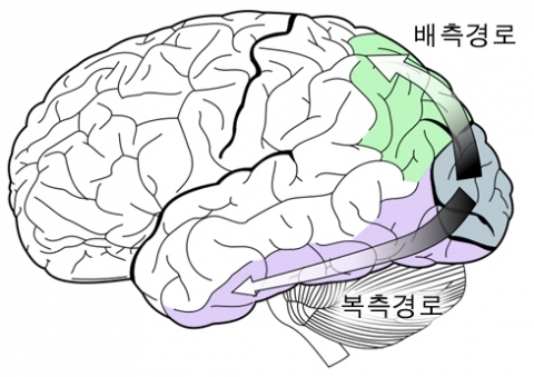 Visual Pathways