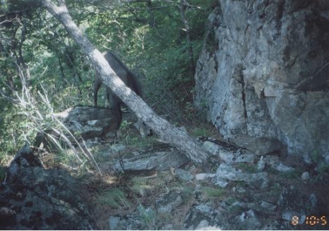 오대산국립공원 무인카메라에 촬영된 산양(2008. 6. 8)