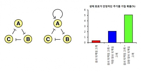 음성 되먹임 고리(negative feedback loop)만을 가지는 생체 회로(왼쪽)에 비해 음성 되먹임 고리와 함께 추가적으로 양성 되먹임 고리(positive feedback loop)을 가지는 생체 회로(중간)가 훨씬 안정적이며 조절가능한 주기성을 유지하고 있다. 양성 되먹임(positive feedback)의 세기가 강해질수록 생체 회로가 안정적인 주기를 가질 확률은 높아진다.(오른쪽)