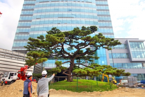 현대중공업은 부지 내 당산나무를 그대로 보존하면서 본관 신축공사를 진행하고 있다.