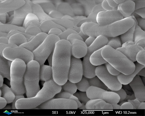 버크홀데리아 종(Burkholderia sp.)