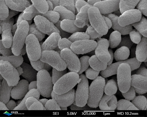 슈도모나스 종(Pseudomonas sp.)