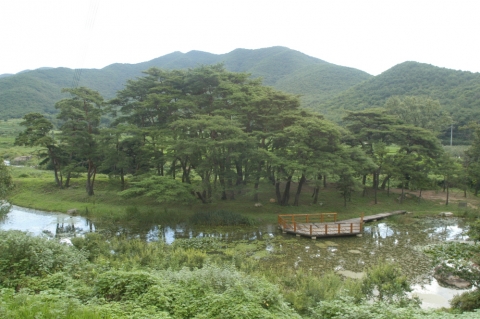 연못 건너 마치 바다 위 섬이 떠있는 것처럼 보이는 덕동숲