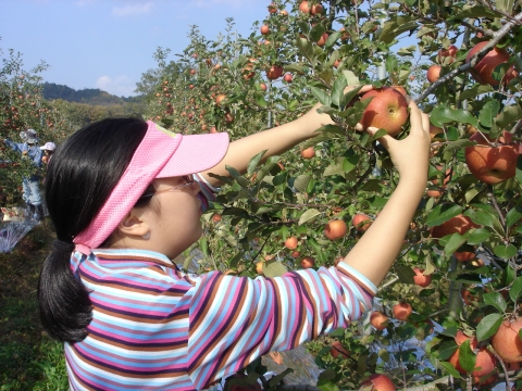 올가의 &#039;친환경 사과 따기&#039; 체험행사에 참가한 한 어린이가 친환경 사과를 정성스레 따고 있다. (2007년 제 2회 체험행사 사진)