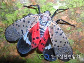 - 선정5 관련. 지구온난화에 따른 기후변화로 한반도에 나타나 피해를 주고 있는 주홍날개꽃매미 -