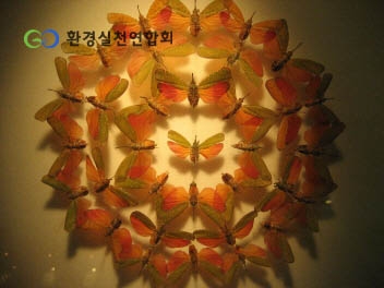 반디나라 여행기에 전시되어 있는 곤충표본