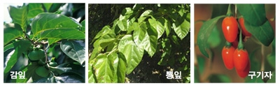 예뻐지고 싶다면 차(茶)를 가까이 해라