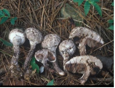 미기록종
반벗은귀신그물버섯(가칭) Strobilomyces seminudus
(우석대학교 조덕현 교수 제공)