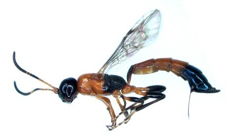 두이빨머리방패맵시벌(가칭) Auberteterus alternecoloratus
(국립공원연구원 정종철 박사 제공)