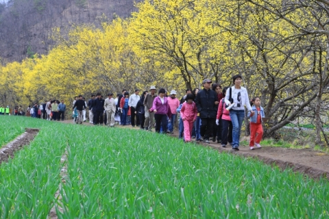 의성 산수유 마을과 마늘소 한우별미 여행 관련 이미지