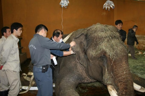 코끼리의 상태를 관찰하고 응급조치를 취하고 있는 의료진과 전담 사육사들