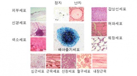 배아줄기세포에서 만드는 조직과 세포