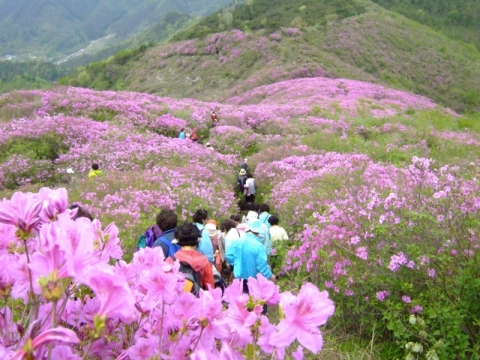 고려산 진달래