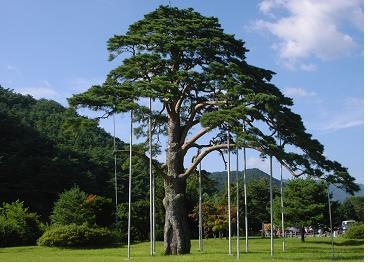 속리산 정이품송