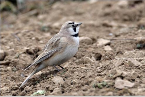 흰턱해변종다리(Horned Lark, Eremophila alpestris brandti)