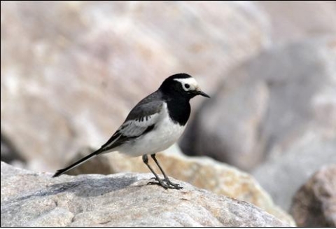 흰이마알락할미새(Masked White Wagtail, Motacilla alba personata)