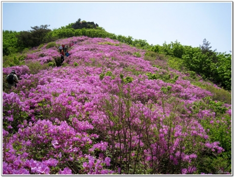 코레일, 당일치기 ‘보성·일림산 철쭉 기차여행’ 운행