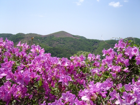 코레일, 당일치기 ‘보성·일림산 철쭉 기차여행’ 운행