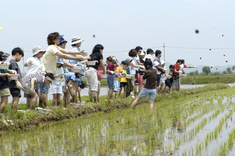 올가 친환경 모내기 2008 체험행사 사진