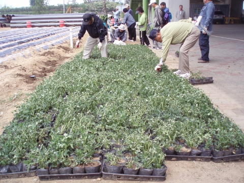 2008년 땅콩심기 행사