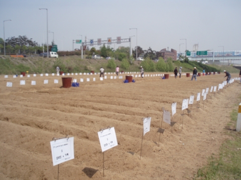 2008년 고구마심기 행사