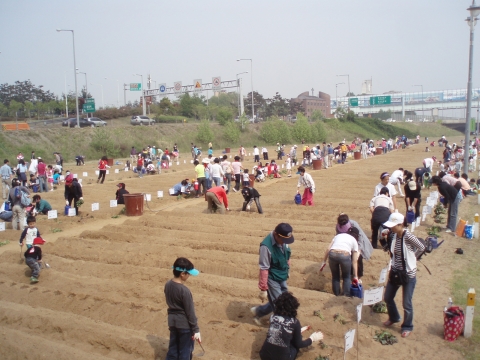 2008년 고구마심기 행사