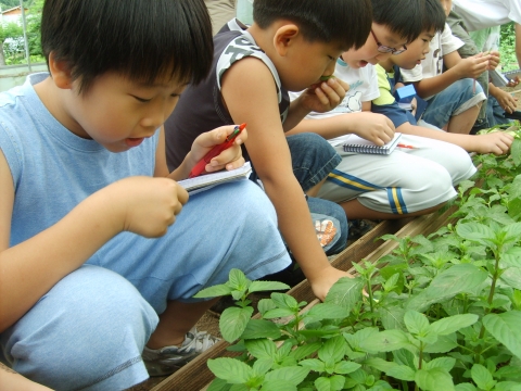 21세기생명과학문화재단에서 홍천 한생연 자연학교에서 실시한 생명과학 종합캠프 참가자들- 식물 분류 및 탐구 모습