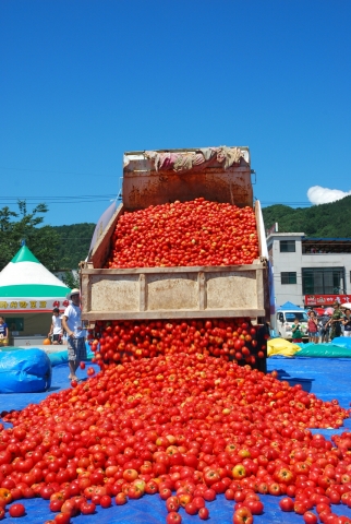 지난 화천 토마토 축제 준비 모습