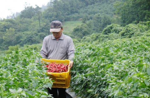 소규모 가족형 유기농 실천으로 성공을 거둔 진도 임회면 용산리 강은수(62)