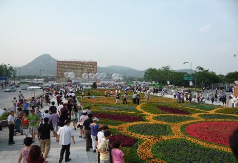 광화문광장에 162m 20만본의 꽃으로 단장된 플라워카펫(flower carpet)