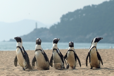 11월 중 일본으로부터 반입될 자카스펭귄(Jackass Penguin)의 모습