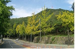 종로구 소월길(은행나무)