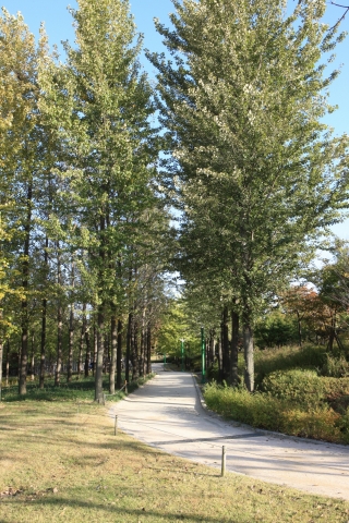 선유도한강공원 미루나무길