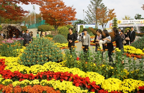 울산 동구 일대에서 펼쳐지는 ‘2009 가을 국화 전시회’