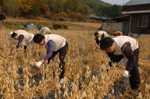 기아차 노사 관계자 60여명은 23일 강원도 홍천군에서 농촌 일손돕기 봉사활동으로 벼를 베고 있다