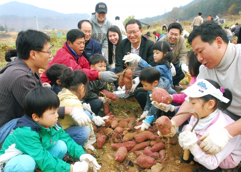10월 31일(토) 아시아나항공 윤영두 사장(사진 가운데)과 아시아나 임직원 및 가족들이 자매결연을 맺은 강원도 홍천군 외삼포 2리에서 고구마를 수확하며 즐거워하고 있다.